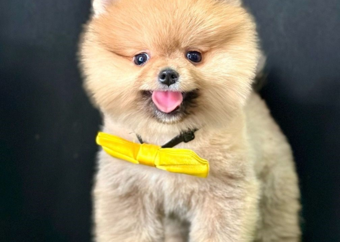 Safkan Pomeranian Boo Bebekler